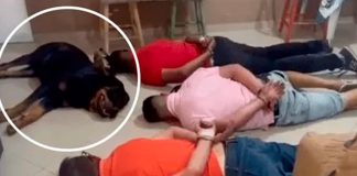 Perrito se "rinde" junto a sus dueños en narco operativo en Brasil
