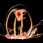 Estudian a la medusa inmortal y sus secretos contra el envejecimiento