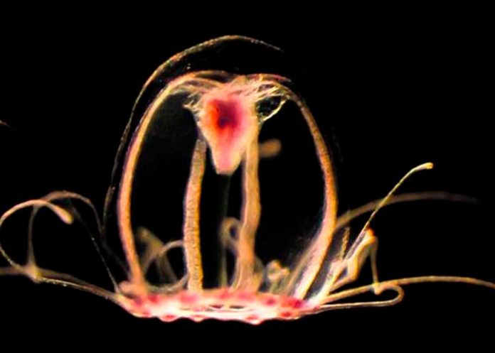 1 Estudian a la medusa inmortal y sus secretos contra el envejecimiento