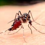 ¡Que curioso! El motivo por el que los mosquitos siempre nos encuentran El motivo por el que los mosquitos siempre nos encuentran