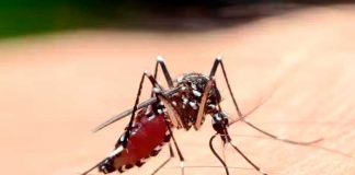 El motivo por el que los mosquitos siempre nos encuentran