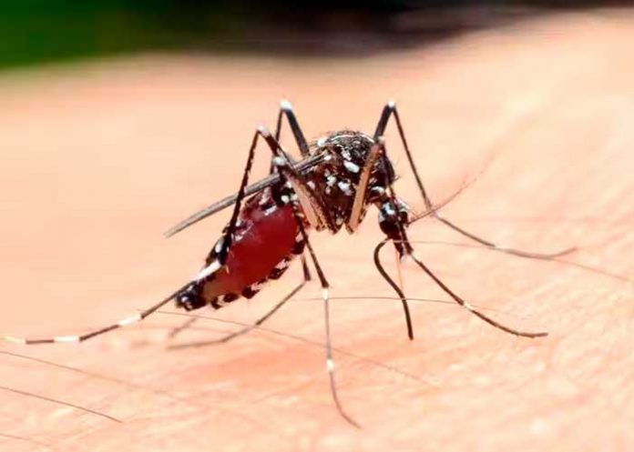 El motivo por el que los mosquitos siempre nos encuentran