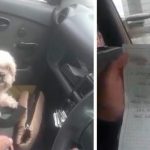 ¡Con todo y una carta! Abandonan a perrito dentro en un taxi en Colombia Abandonan a perrito dentro en un taxi en Colombia