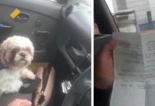 ¡Con todo y una carta! Abandonan a perrito dentro en un taxi en Colombia Abandonan a perrito dentro en un taxi en Colombia
