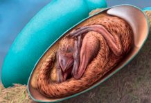 Revelan que los embriones de aves tiene similitud a un dinosaurio Revelan que los embriones de aves tiene similitud a un dinosaurio