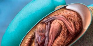 Revelan que los embriones de aves tiene similitud a un dinosaurio