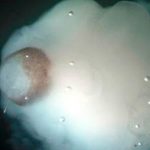 "Cerebros miniaturas" en Houston son desarrollados por científicos