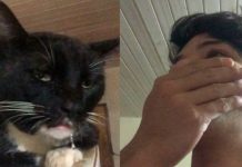 Gato drogado con brownies de marihuana en Paraguay