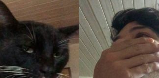 Gato drogado con brownies de marihuana en Paraguay