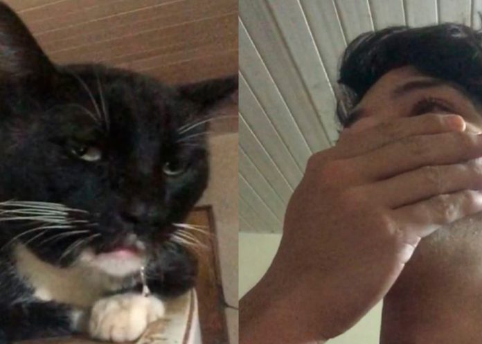 Gato drogado con brownies de marihuana en Paraguay