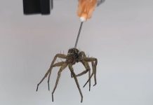 «Necrobots» Investigadores crean robots a partir de arañas muertas "Necrobots" Investigadores crean robots a partir de arañas muertas