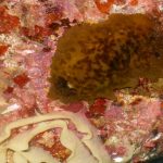 ¡Zombie! Tras 70 años muerto este es el 'extraño' animal que revivió