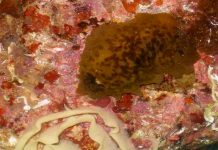 ¡Zombie! Tras 70 años muerto este es el ‘extraño’ animal que revivió ¡Zombie! Tras 70 años muerto este es el 'extraño' animal que revivió