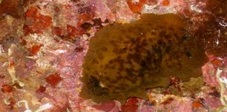 ¡Zombie! Tras 70 años muerto este es el 'extraño' animal que revivió