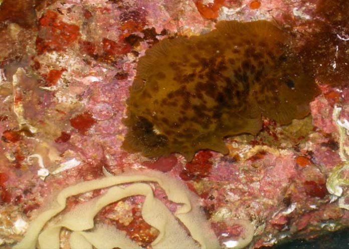 ¡Zombie! Tras 70 años muerto este es el 'extraño' animal que revivió