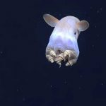 ‘Casper’, el pulpo ‘fantasma’ que vive a 4 mil metros de profundidad 'Casper', el pulpo 'fantasma' que vive a 4 mil metros de profundidad