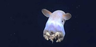 'Casper', el pulpo 'fantasma' que vive a 4 mil metros de profundidad
