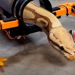 De vuelta al Edén: Crean patas robóticas que hacen caminar a una serpiente Crean patas robóticas que hacen caminar a una serpiente
