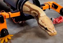 De vuelta al Edén: Crean patas robóticas que hacen caminar a una serpiente Crean patas robóticas que hacen caminar a una serpiente