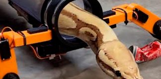 Crean patas robóticas que hacen caminar a una serpiente