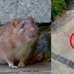 Rata inmunda se avienta de un edificio y no le pasó absolutamente nada