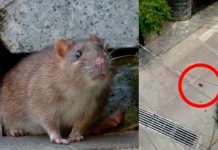 Rata inmunda se avienta de un edificio y no le pasó absolutamente nada Rata inmunda se avienta de un edificio y no le pasó absolutamente nada