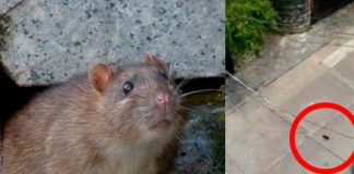 Rata inmunda se avienta de un edificio y no le pasó absolutamente nada
