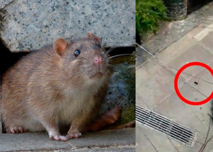Rata inmunda se avienta de un edificio y no le pasó absolutamente nada
