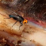 Moscas carnívoras reaparecen en Francia