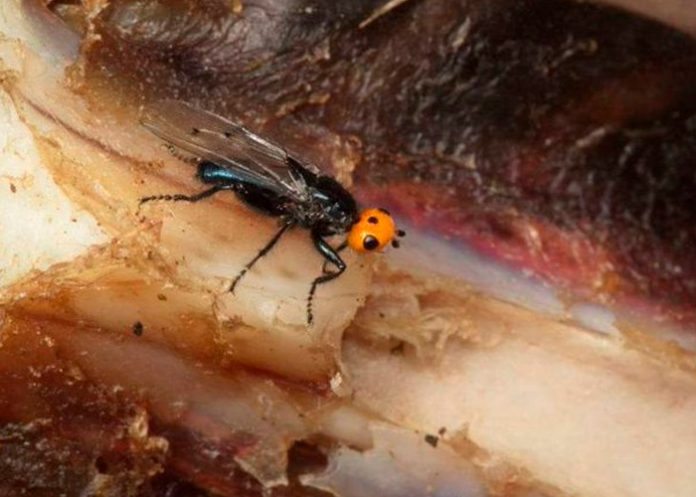 Moscas carnívoras reaparecen en Francia