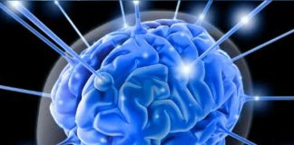 Estos son algunos alimentos que darán agilidad a tu cerebro