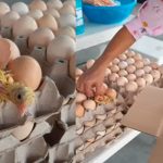 TikTok: Pollito sale del cascarón cuando doñita lo iba hacer con jamón