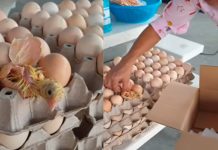 TikTok: Pollito sale del cascarón cuando doñita lo iba hacer con jamón TikTok: Pollito sale del cascarón cuando doñita lo iba hacer con jamón