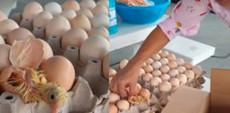 TikTok: Pollito sale del cascarón cuando doñita lo iba hacer con jamón