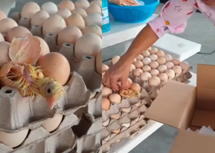 TikTok: Pollito sale del cascarón cuando doñita lo iba hacer con jamón