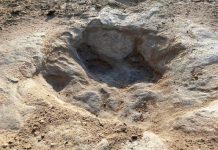¿Huellas de dinosaurios? Si, aparecen en río afectado por sequía en Texas Enormes pisadas de dinosaurios encontradas en Texas