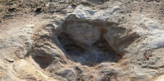 Enormes pisadas de dinosaurios encontradas en Texas