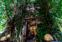 ¡Uno así en Nicaragua! Árbol sagrado regala los números de la lotería ¡Uno así en Nicaragua! Árbol sagrado regala los números de la lotería