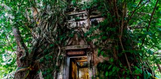 ¡Uno así en Nicaragua! Árbol sagrado regala los números de la lotería