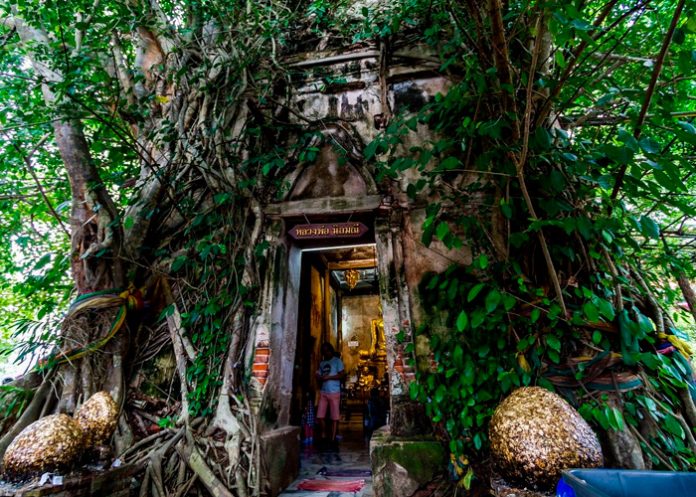 2 ¡Uno así en Nicaragua! Árbol sagrado regala los números de la lotería