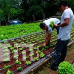 Lechuga una alternativa que crece en los agricultores de Masaya Lechuga una alternativa que crece en los agricultores de Masaya