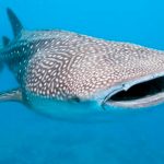 ¡Sorprendente! captan a tiburón ballena en las costas de San Juan del Sur