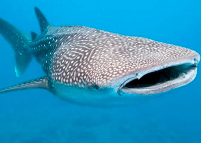 ¡Sorprendente! captan a tiburón ballena en las costas de San Juan del Sur