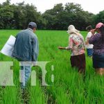 Nicaragua sigue creciendo en volumen de producción agrícola INTA capacita sobre control de plagas en cosecha de arroz en Nandaime, Nicaragua