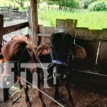 Ministerio Agropecuario realizó inseminación artificial bovina en Matiguás