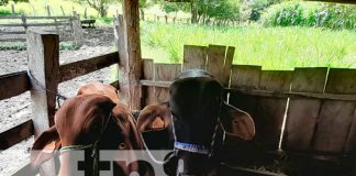 Ministerio Agropecuario realizó inseminación artificial bovina en Matiguás