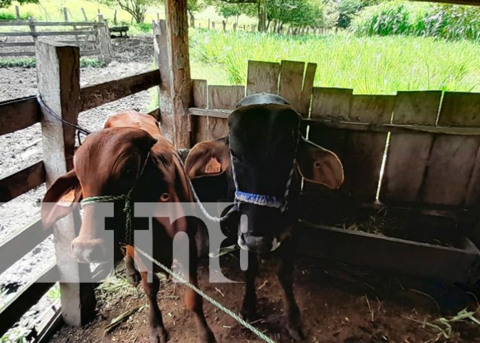 Ministerio Agropecuario realizó inseminación artificial bovina en Matiguás