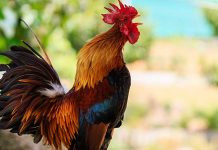 ¡Hacelo asado! Demandan a dueño de un gallo por cantar 200 veces