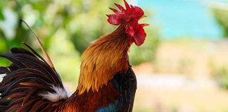 ¡Hacelo asado! Demandan a dueño de un gallo por cantar 200 veces
