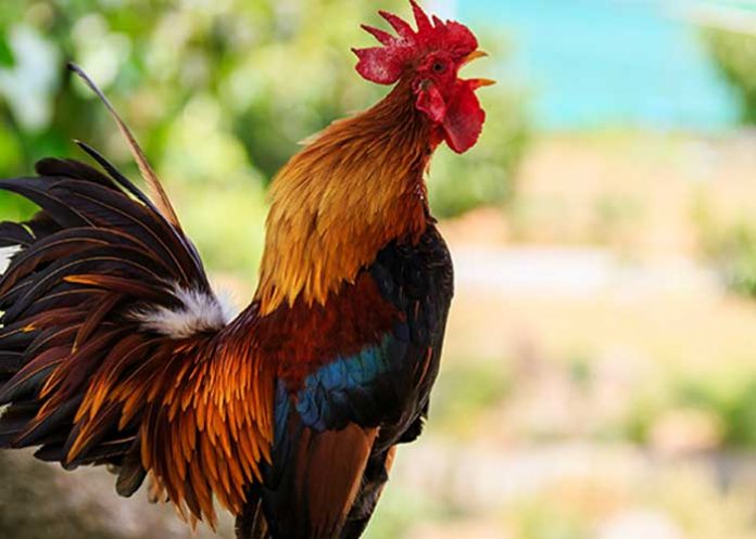 ¡Hacelo asado! Demandan a dueño de un gallo por cantar 200 veces